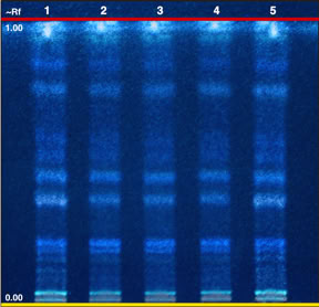 Chromatogram of Avena sativa bran