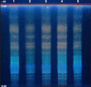 Chromatogram of Gymnema sylvestre leaf